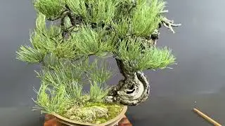 Patricia O’Connor, The Bonsai Balcony:More of the Pacific Bonsai Expo.