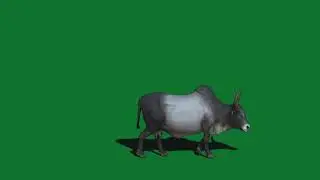 Bull Green Screen video