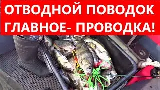 ОТВОДНОЙ ПОВОДОК. ГЛАВНОЕ- ПРОВОДКА!