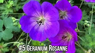 How to extend flowering season in your garden.