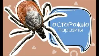 Блохи у собак