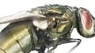 How do Flies balance themselves?
