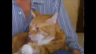 My Pesky Cat Tigger