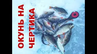 Поставил "ЧЕРТИКА" и ПОПЕРЛО! Окунь в январе