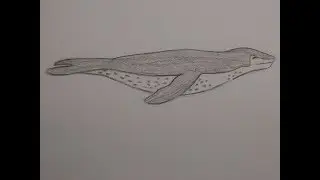 Как нарисовать морского леопарда