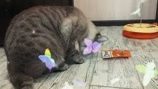 Тайсон и еда