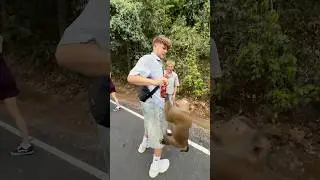 Affenberg in Thailand🐒🤯 | Lewinray 