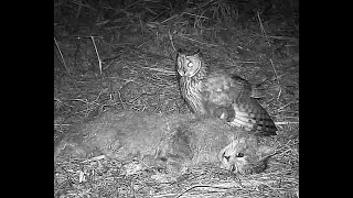Battle Least Weasel vs Long Eared Owl