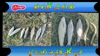 Hunting fish 🐠 || Mangla dam || Dhangri tv.