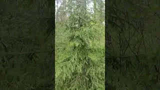 Май улетает, но он обещает вернуться