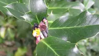Miniaturfotografie