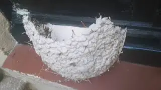 Niu de Oreneta