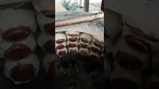 Самса в косе новый тренд