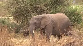elephant eating thorns