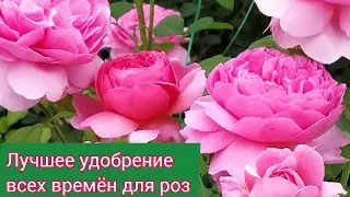 Лучшее удобрение для всех времен для роз.
