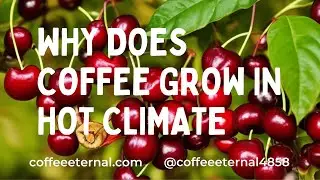 🍫✅ Why Does Coffee Grow In Hot Climate! ⏳🔺