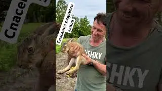 Спасти рядового зайца!
