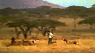 the man who eats tigers food