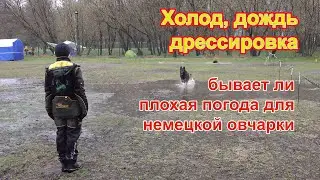 Немецкая овчарка.Люберцы