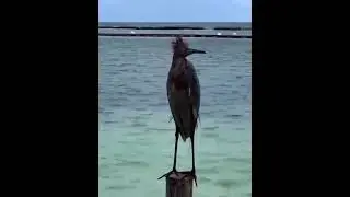 Странный птыц