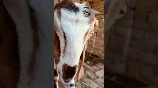 baby goats,awesome farm animals 
