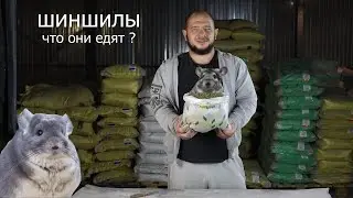 Что едят шиншилы? Корм для шиншил от Южной короны.