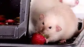 Rats catch strawberries. Summer, heat / Крыски вылавливают клубнику. Лето, жара