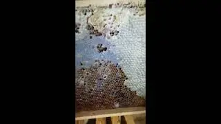 Запоздалые весенние работы с севернорусской пчелой в лежаке.