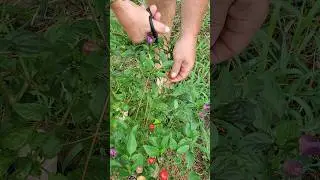 Chinese five color hot peppers 
