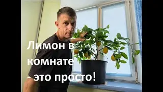 How to grow a lemon on a windowsill.