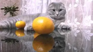 Наш шотландский вислоухий  котенок ПАТРИК
