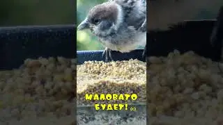 Воробьи в кормушке -  Маловато будет!  #sparrow #birds #birdfeeding