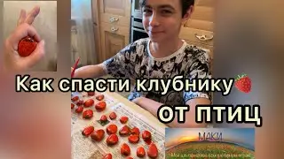 Как спасти урожай клубники от птиц