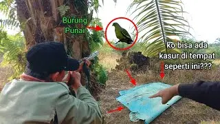 Berburu Punai|| malah Ketemu Tempat Orang wik-wik di bawah Pohon Sawit