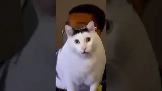 BODE ALEATÓRIO 