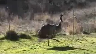 The Flight of the Emu