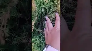 стрижка туи западной 