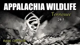 Appalachia Wildlife Video 24-1 of As The Ridge Turns in the Foothills of the Smoky Mountains