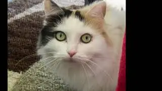 Bella 2