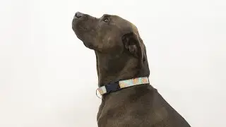 How to Sew a Dog Collar