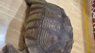 The turtle came to visit