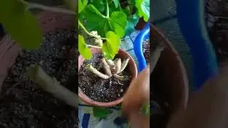 Геран Гули парвариши хақида маьлумотлар.