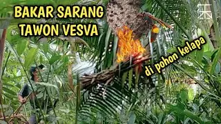 MENEGANGKAN!! DETIK2 BAK4R SARANG TAWON VESVA