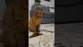 ❤️Кот Артём❤️