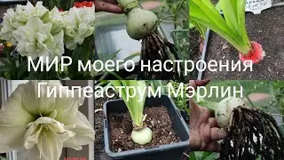 11.08.24 Гиппеаструм Мэрлин (Marilyn)обзор покупки,обработка, посадка в кашпо