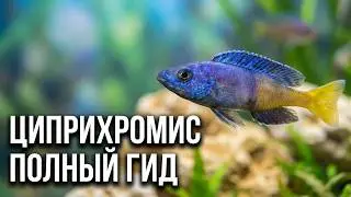 Циприхромис: всё, что нужно знать
