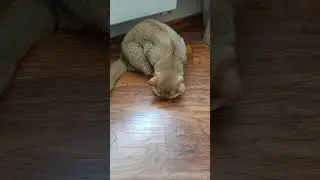 Охотник 🐆🐆🐆 Шотландский вислоухий кот 😻😻😻