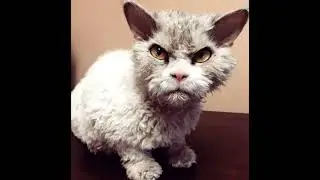 Прикольные животные  Котики