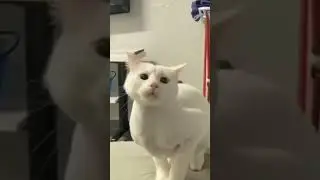 How Cute