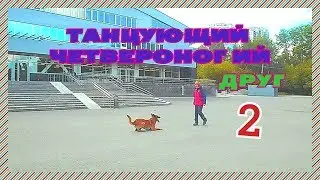 ТАНЦУЮЩИЙ ЧЕТВЕРОНОГИЙ ДРУГ/ часть 2